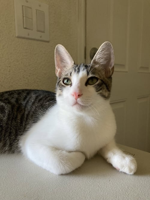 MORIS - Domestic Short Hair / Tabby available for adoption