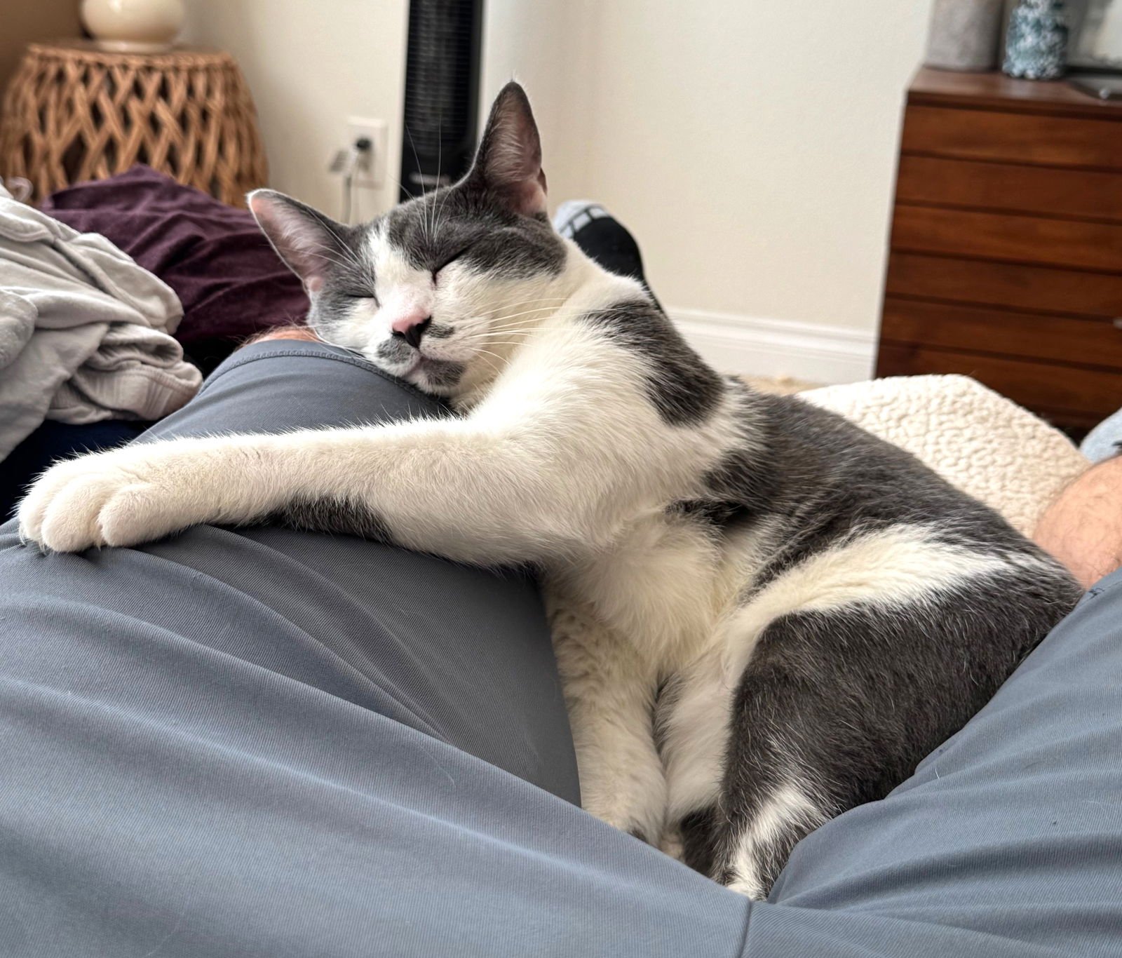 TEAPOT - Domestic Short Hair available for adoption