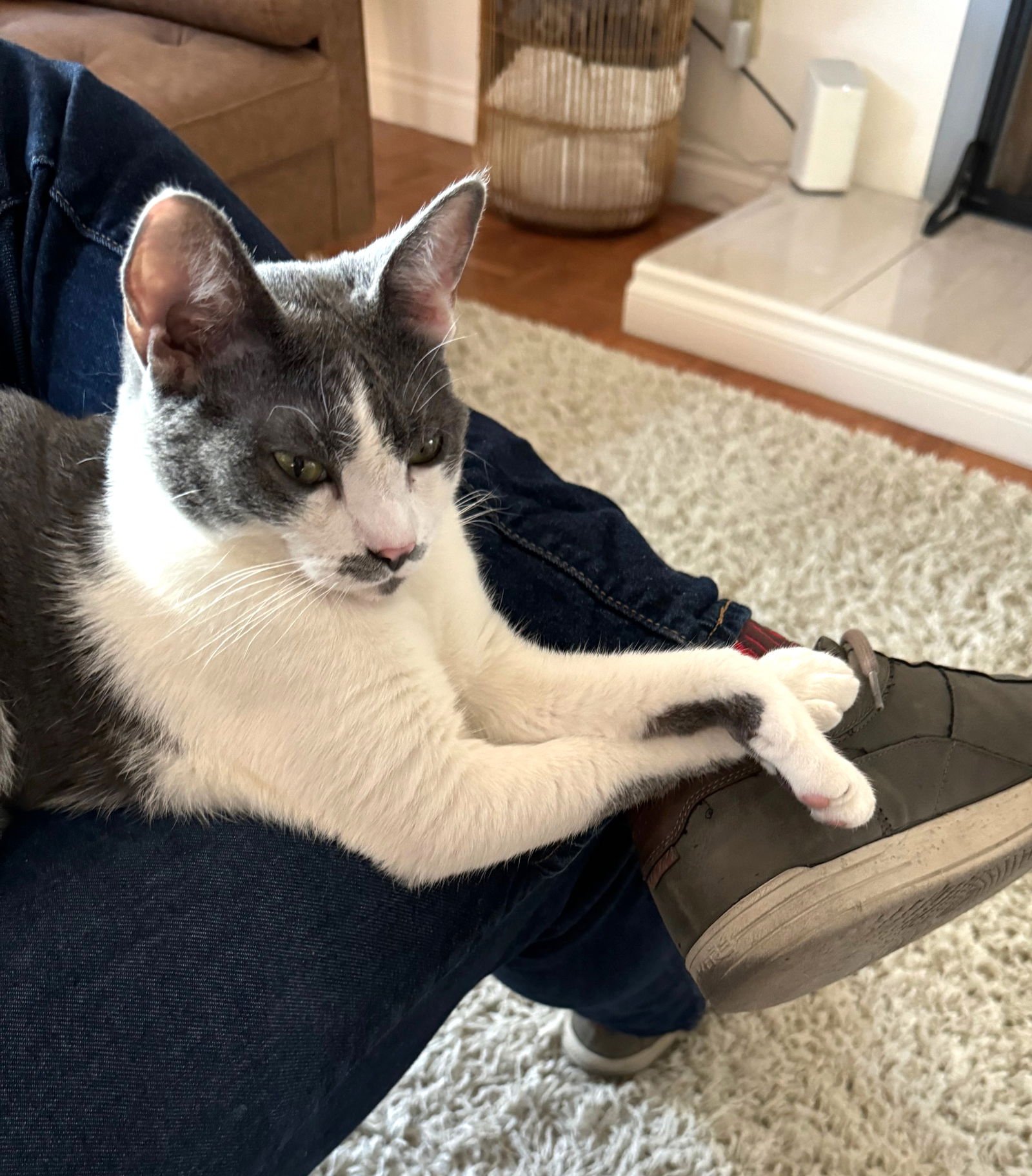 TEAPOT - Domestic Short Hair available for adoption