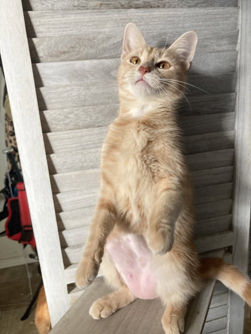 CURRY - Domestic Short Hair / Tabby available for adoption