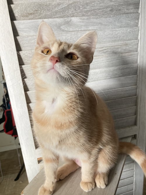 CURRY - Domestic Short Hair / Tabby available for adoption