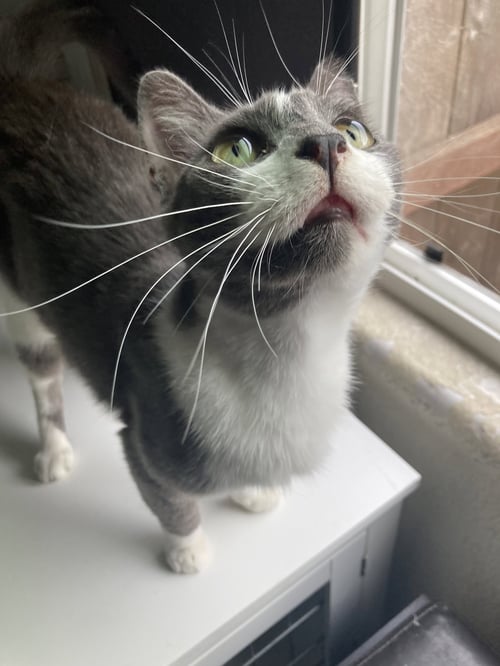 MONKEY - Domestic Short Hair / Tabby available for adoption