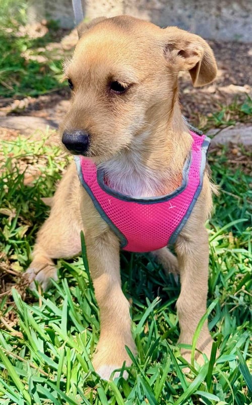 MILLY - Terrier / Schnauzer available for adoption
