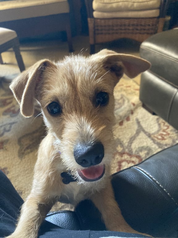 Milly Image