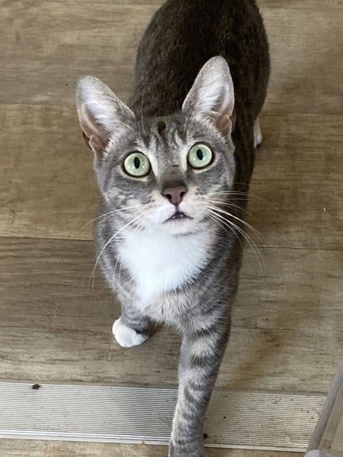 SANTA MARIA - Domestic Short Hair / Tabby available for adoption