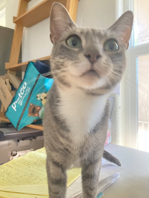 SANTA MARIA - Domestic Short Hair / Tabby available for adoption