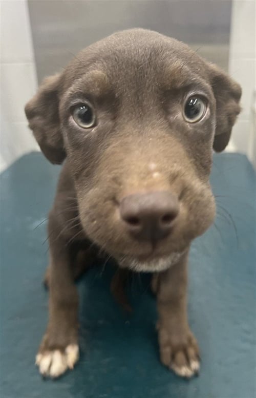 FINN - Labrador Retriever available for adoption