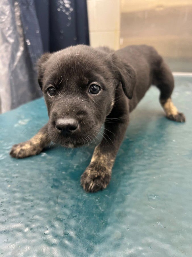 PEYTON - Husky available for adoption