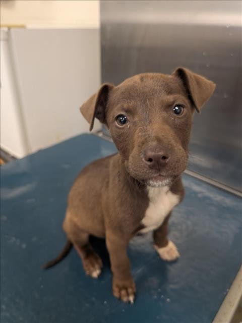 IZZY - Bulldog available for adoption