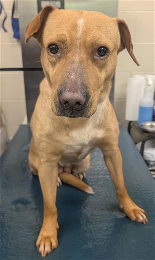 XARA - Labrador Retriever available for adoption