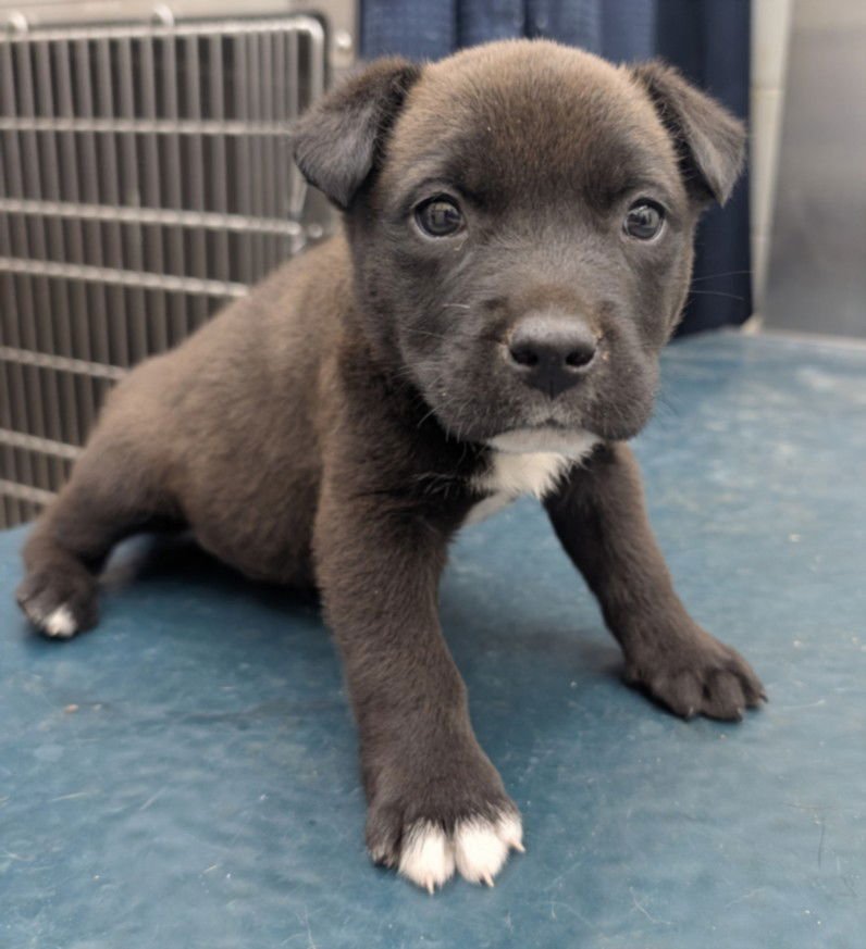RYDER - Labrador Retriever available for adoption