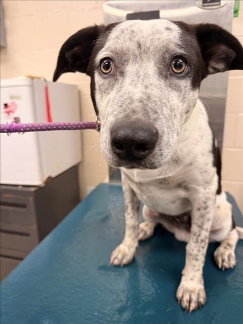 OREO - Australian Cattle Dog/Blue Heeler available for adoption