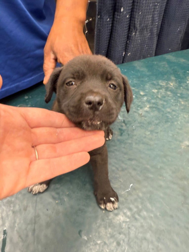 RAIN - Labrador Retriever available for adoption