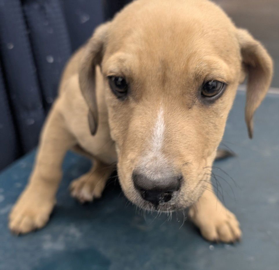 SABER - Beagle available for adoption