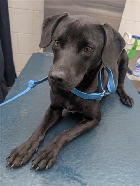 BODHI - Labrador Retriever available for adoption