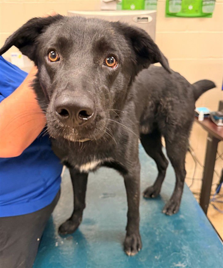 CHARLIE - German Shepherd Dog available for adoption