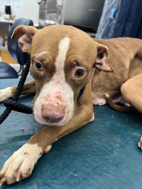 WISH - American Bulldog available for adoption