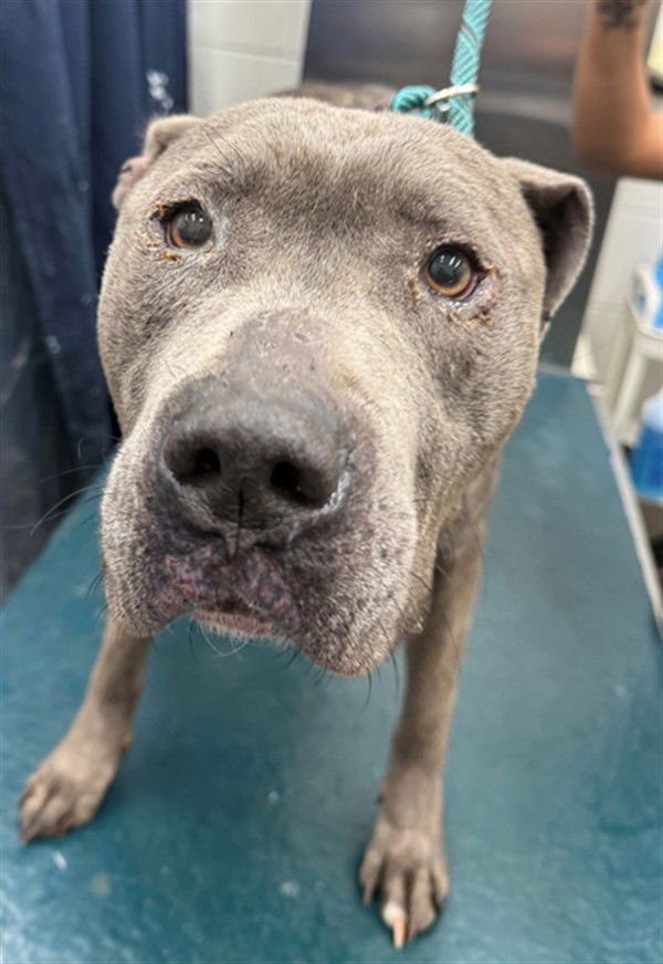 JONAH - Pit Bull Terrier available for adoption