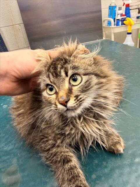OLYMPIA - Maine Coon available for adoption