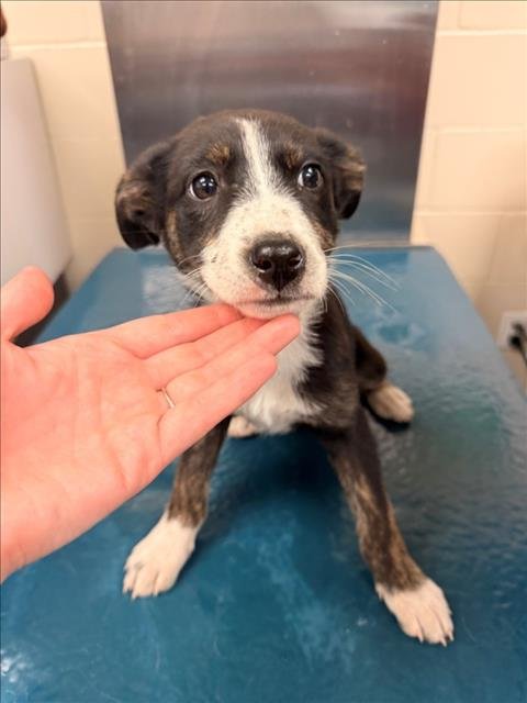 SOPHIA - Border Collie available for adoption