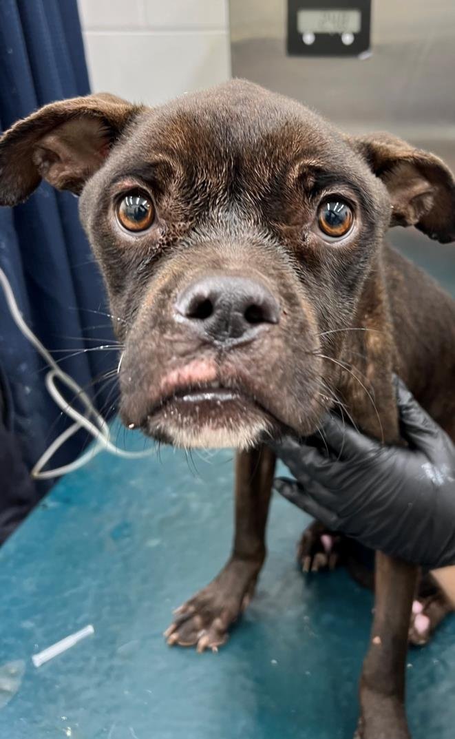 OPAL - Boxer available for adoption