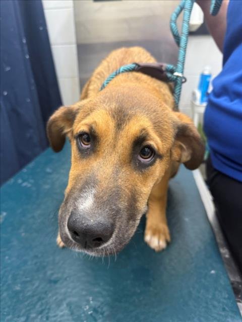 ZARA - Black Mouth Cur available for adoption