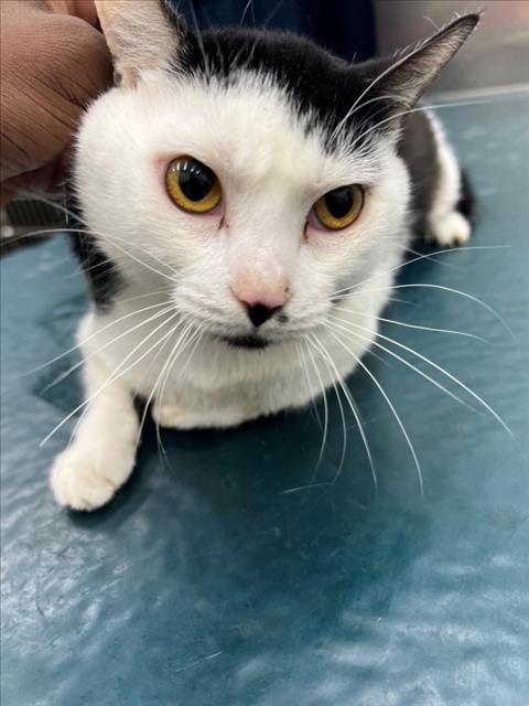 MASK - Domestic Short Hair available for adoption