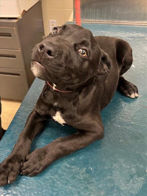 OAKLEY - Pit Bull Terrier / Labrador Retriever available for adoption