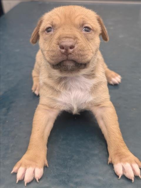 LYDIA - Hound available for adoption