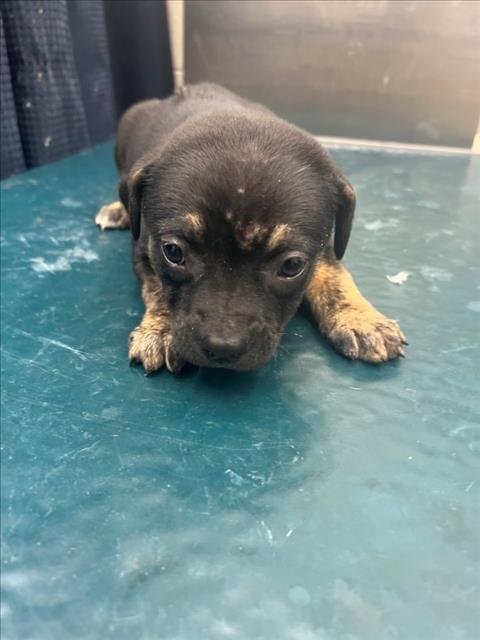 ELIZA - Labrador Retriever available for adoption