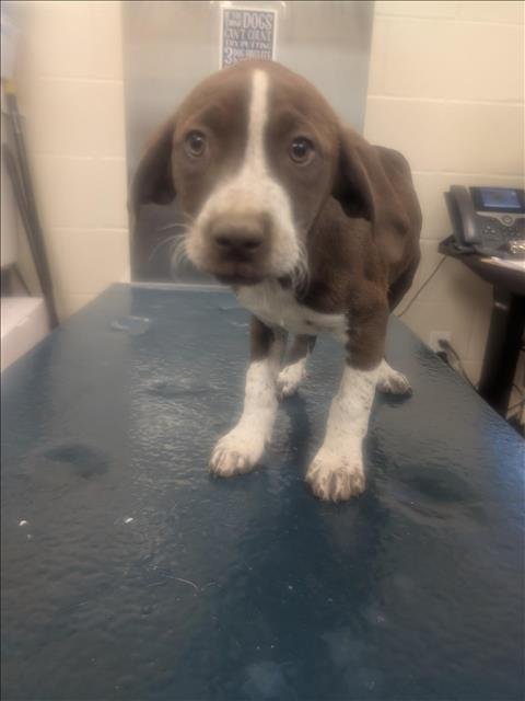 WHITLEY - German Shorthaired Pointer available for adoption