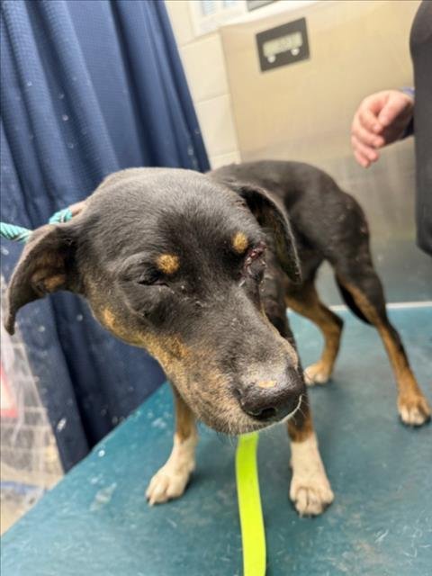 ELLA - Black and Tan Coonhound available for adoption