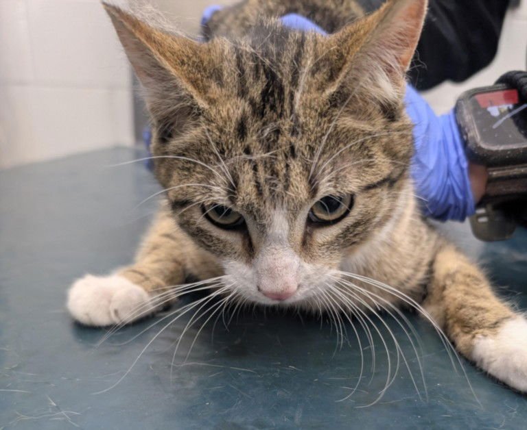 PINEAPPLE - American Shorthair available for adoption