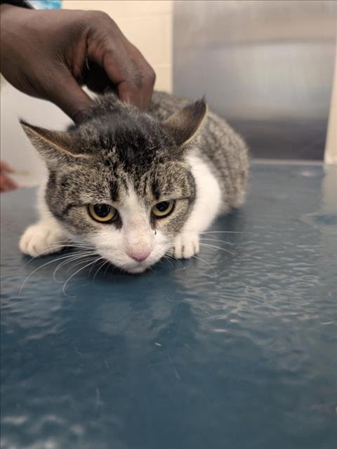 CASSIE - Domestic Short Hair available for adoption