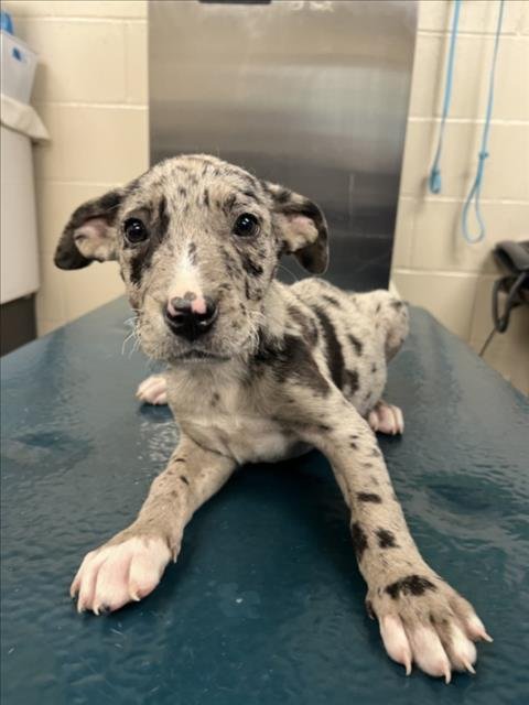 POPPY - Catahoula Leopard Dog available for adoption