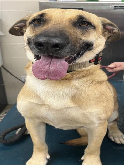 LUNA - German Shepherd Dog available for adoption