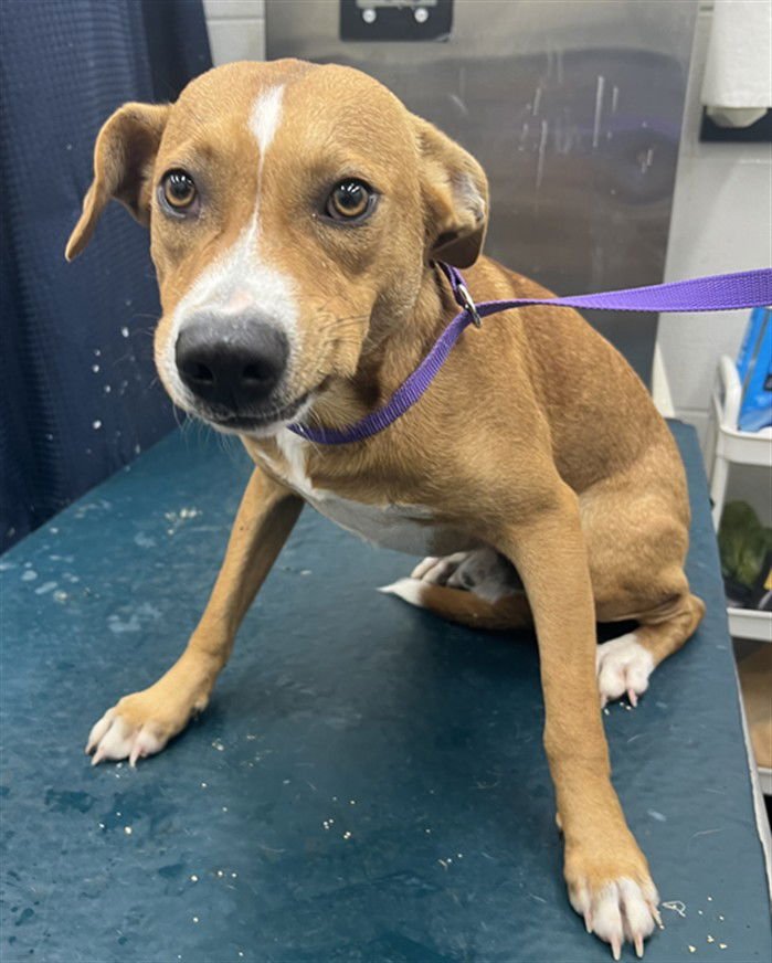 MICKEY - Labrador Retriever available for adoption