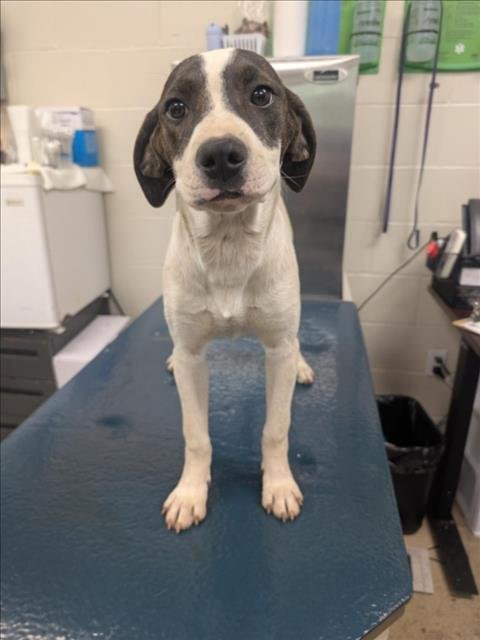 UMA - Beagle available for adoption