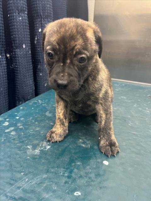 ELAINA - Labrador Retriever available for adoption