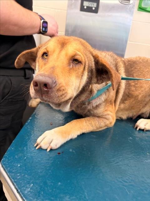 FREEDOM - Chinese Shar-Pei available for adoption