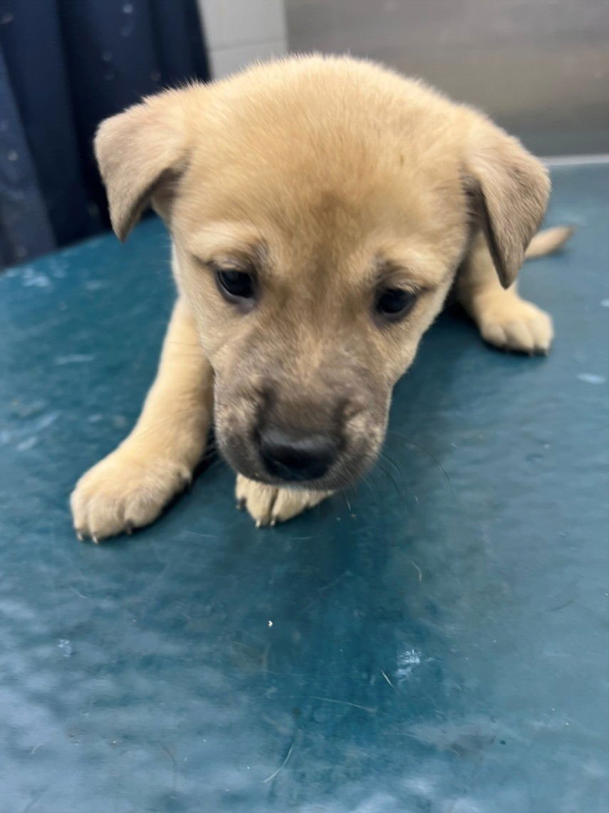 PIPER - Husky available for adoption