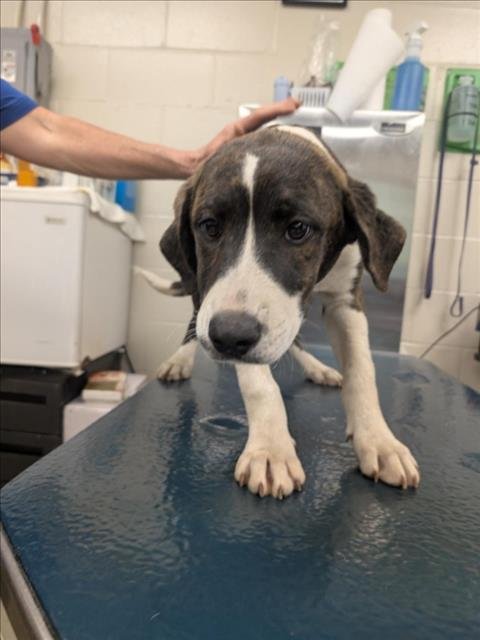 UKELELE - Beagle available for adoption