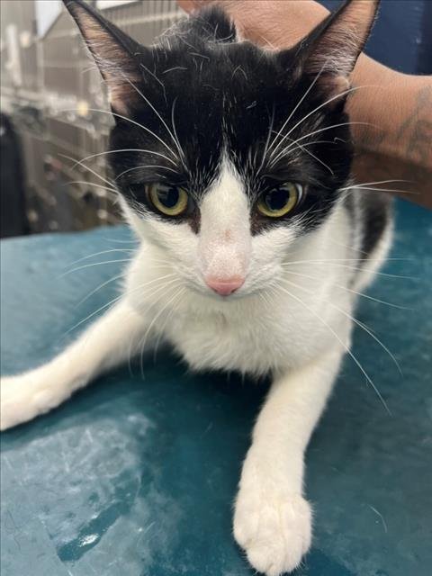 COOKIE - Domestic Short Hair available for adoption