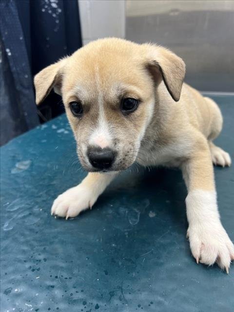 PAUL - Husky available for adoption