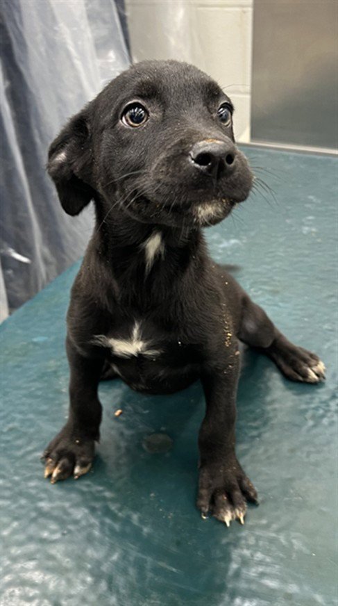 FOREST - Labrador Retriever available for adoption