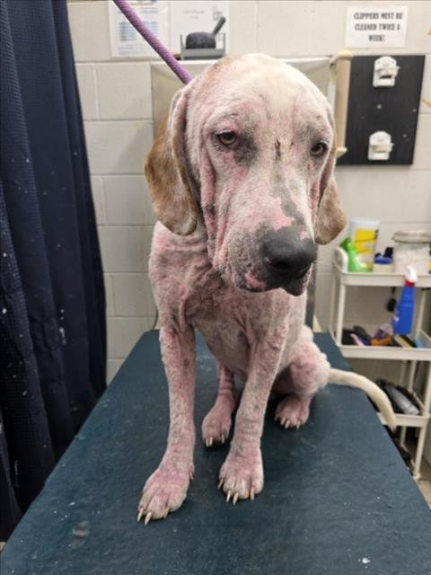 BING - Labrador Retriever available for adoption