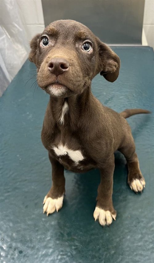 FELIX - Labrador Retriever available for adoption