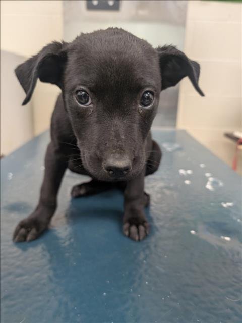 IRENE - Bulldog available for adoption