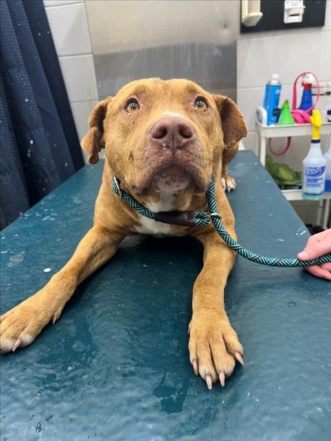 RED - American Bulldog available for adoption