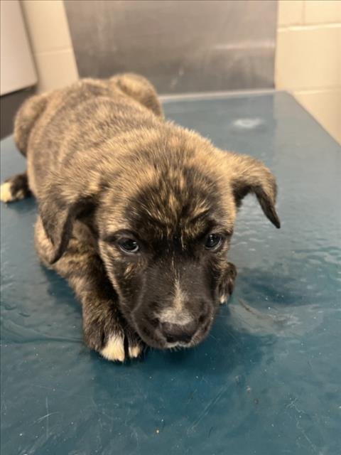 SKY - Black Mouth Cur available for adoption